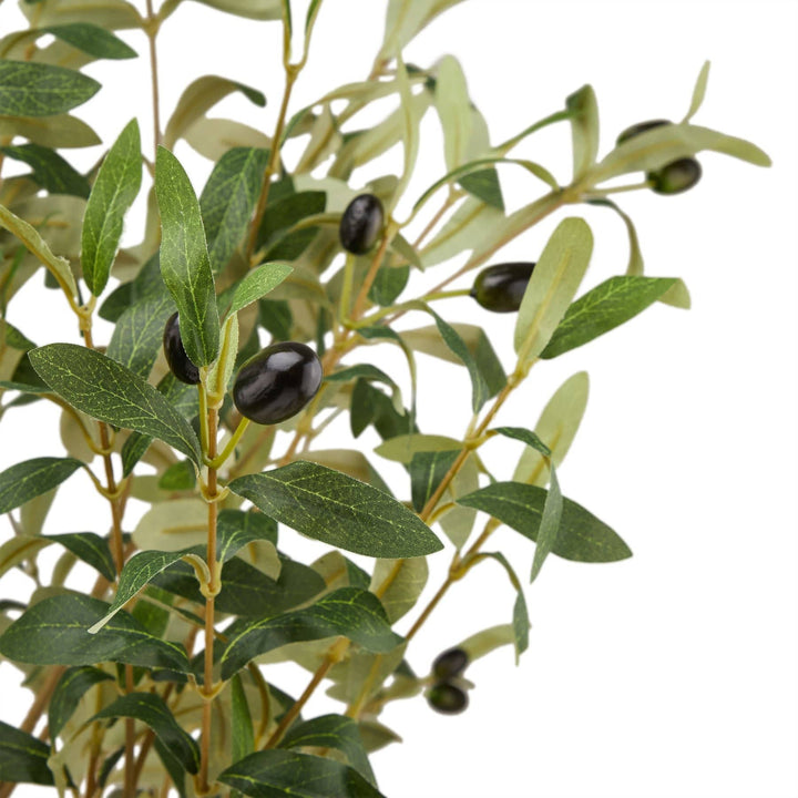 Calabria Large Olive Tree - TidySpaces