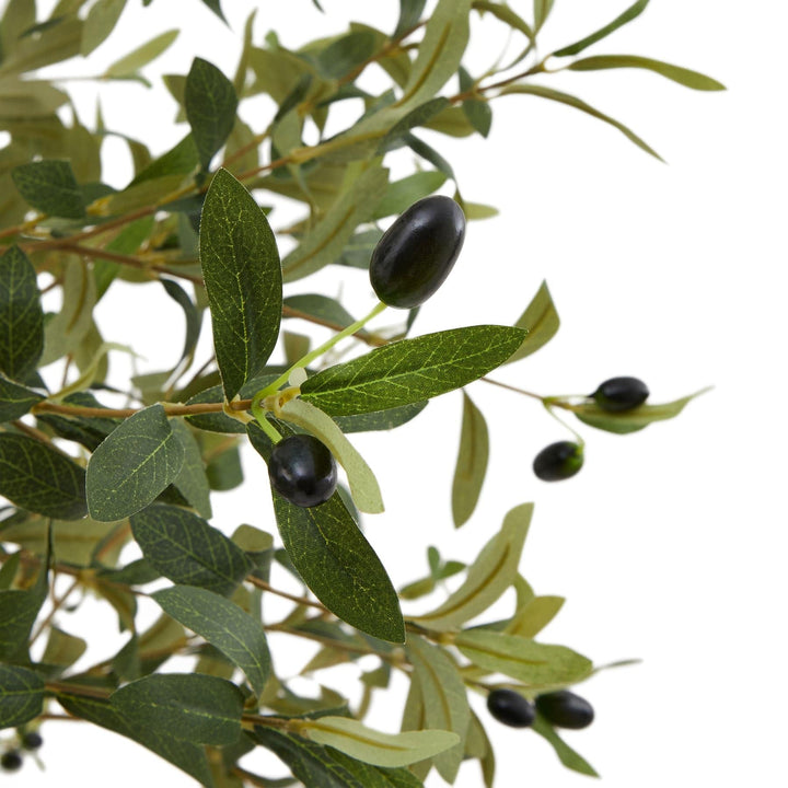 Calabria Olive Tree - TidySpaces