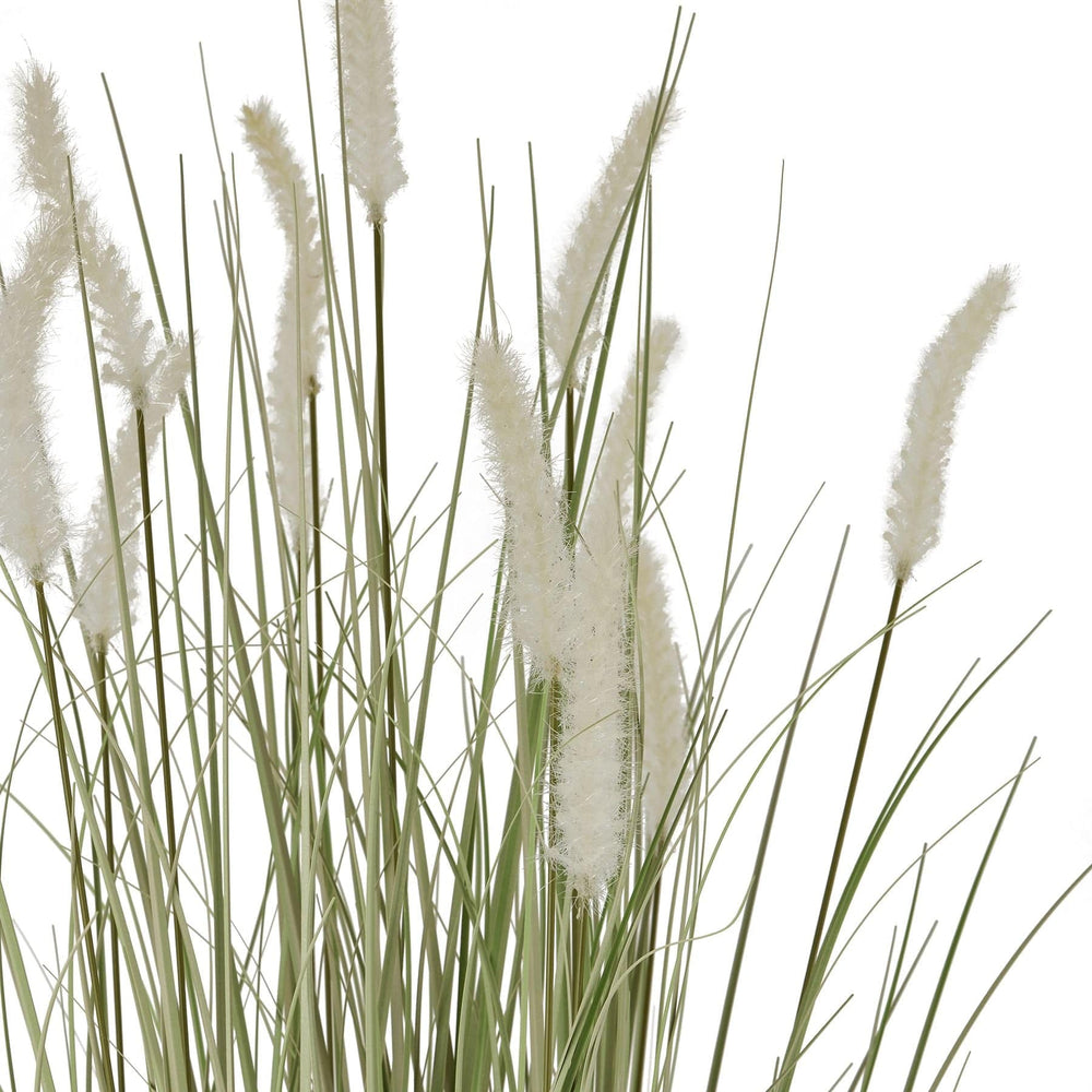 Large Bunny Tail Grass - TidySpaces