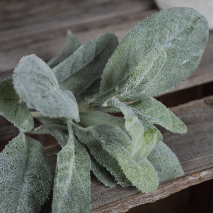 Lambs Ear Spray - TidySpaces