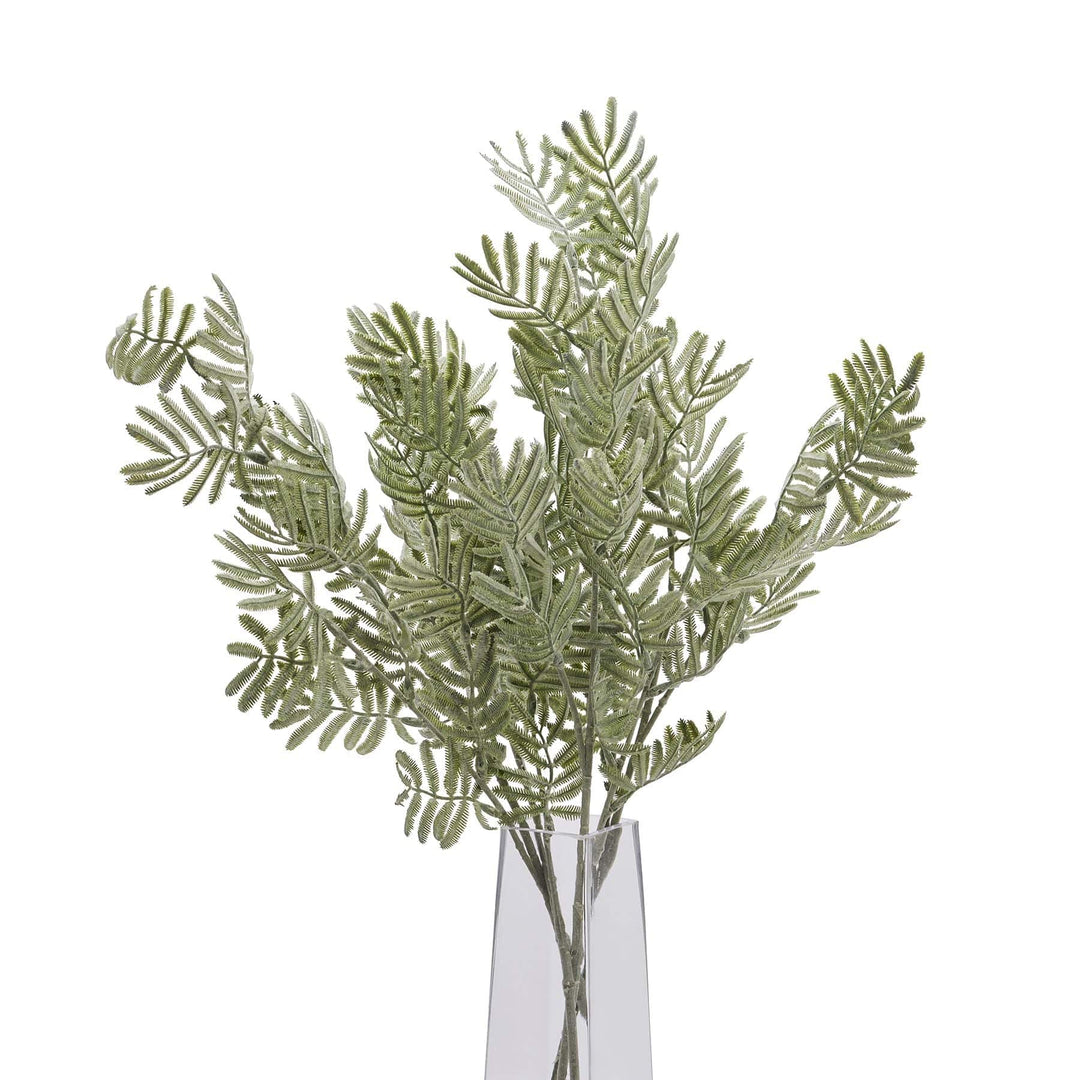 Silver Wattle Leaf - TidySpaces