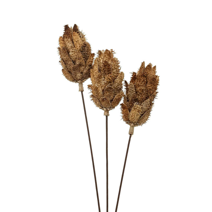 Bouquet Of Dried Protea - TidySpaces