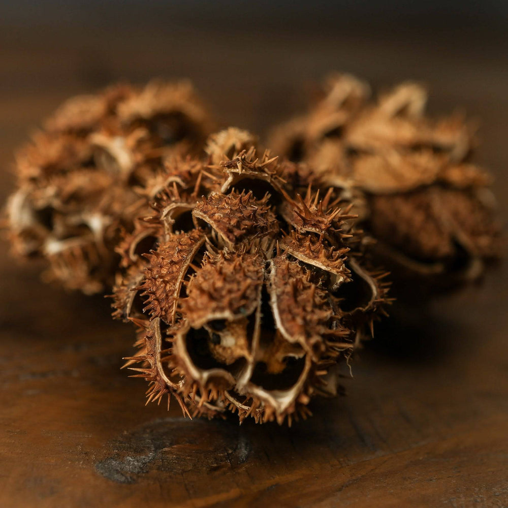 Bouquet Of Dried Protea - TidySpaces