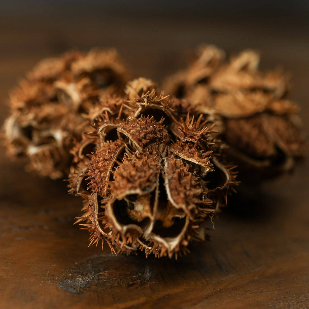 Bouquet Of Dried Protea - TidySpaces