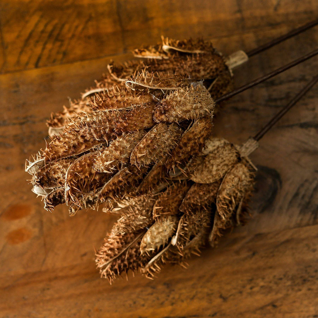 Bouquet Of Dried Protea - TidySpaces