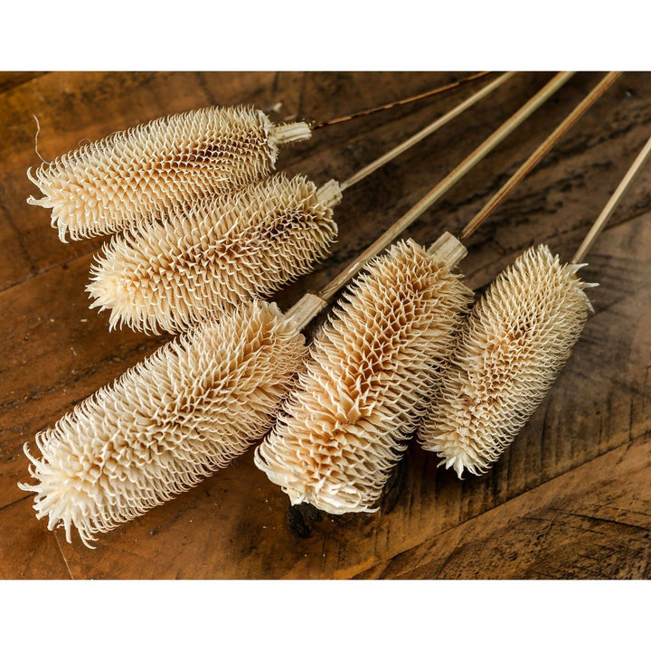 Bouquet Of Dried Tall Thistle - TidySpaces