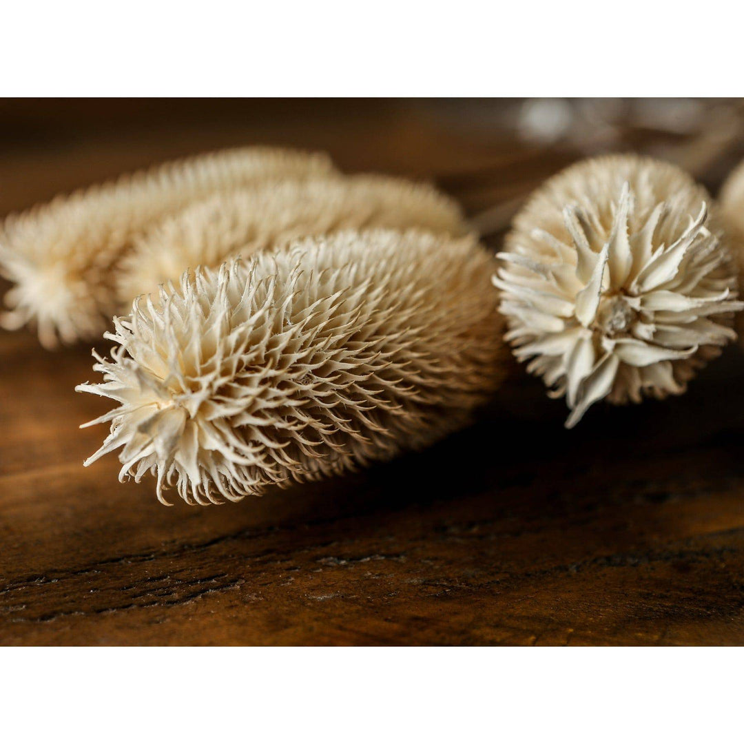 Bouquet Of Dried Tall Thistle - TidySpaces