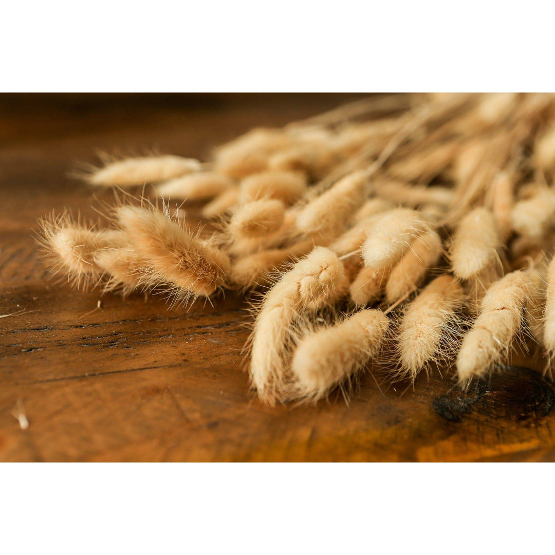 Bouquet Of Tall Bunny Tails - TidySpaces