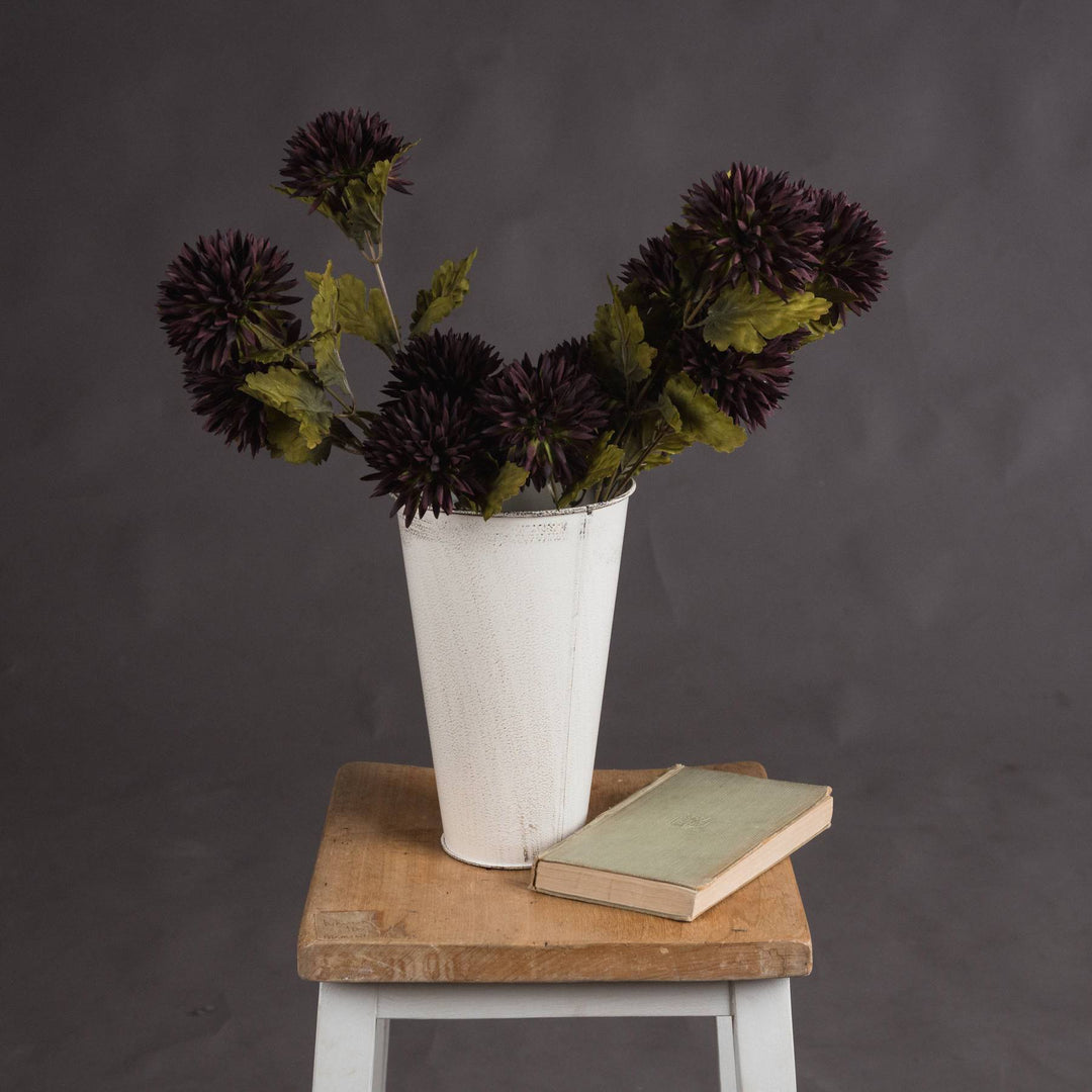 Chocolate Chrysanthemum - TidySpaces