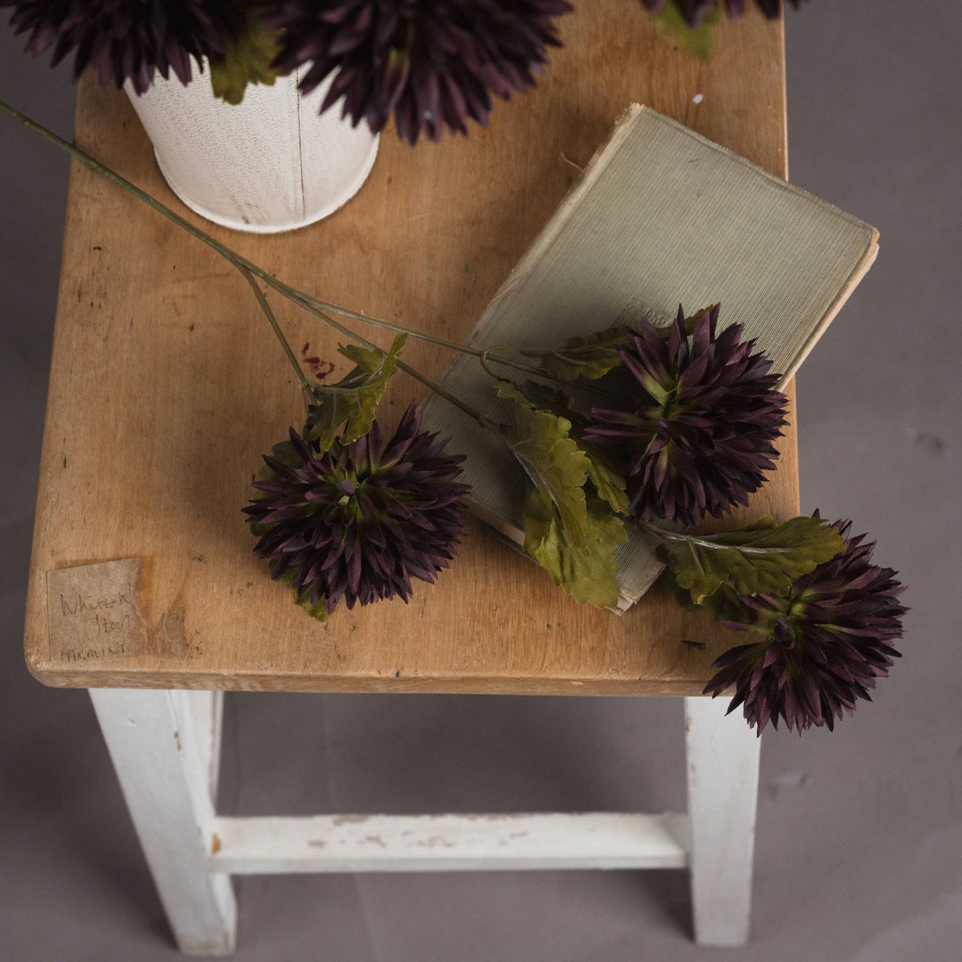 Chocolate Chrysanthemum - TidySpaces