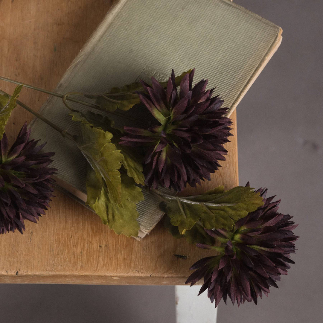 Chocolate Chrysanthemum - TidySpaces