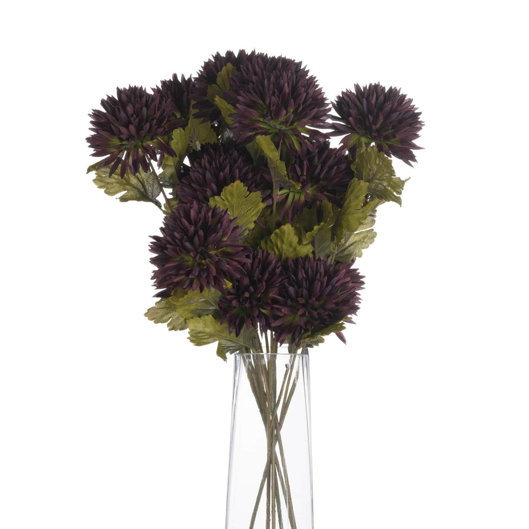 Chocolate Chrysanthemum - TidySpaces