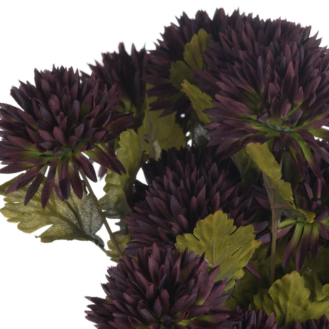 Chocolate Chrysanthemum - TidySpaces