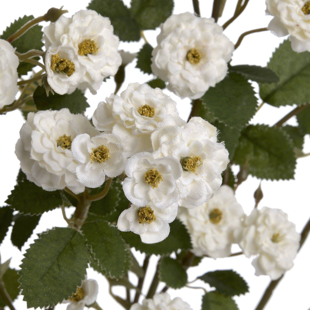 White Wild Meadow Rose - TidySpaces