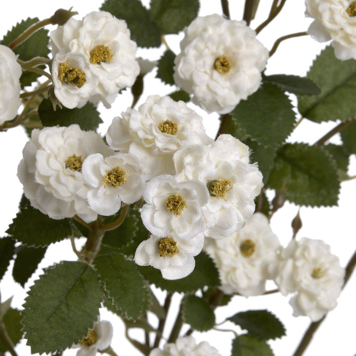 White Wild Meadow Rose - TidySpaces