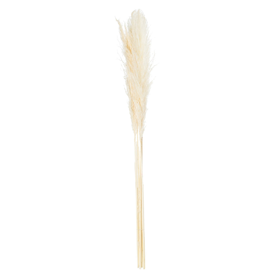 Cream Pampas Grass Stem - TidySpaces