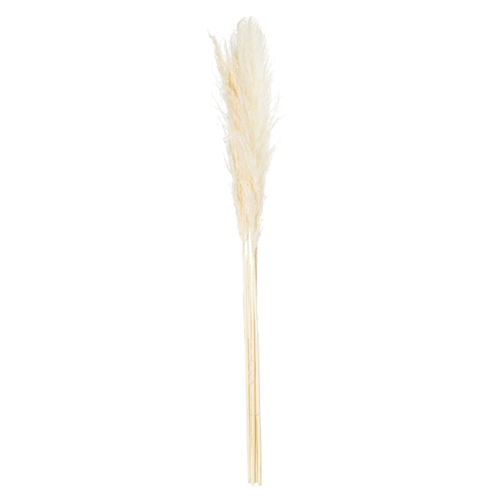 Cream Pampas Grass Stem - TidySpaces