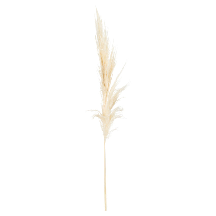 Cream Pampas Grass Stem - TidySpaces