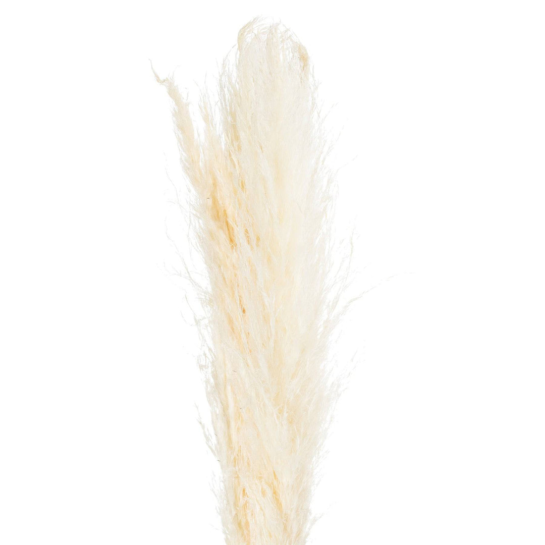 Cream Pampas Grass Stem - TidySpaces