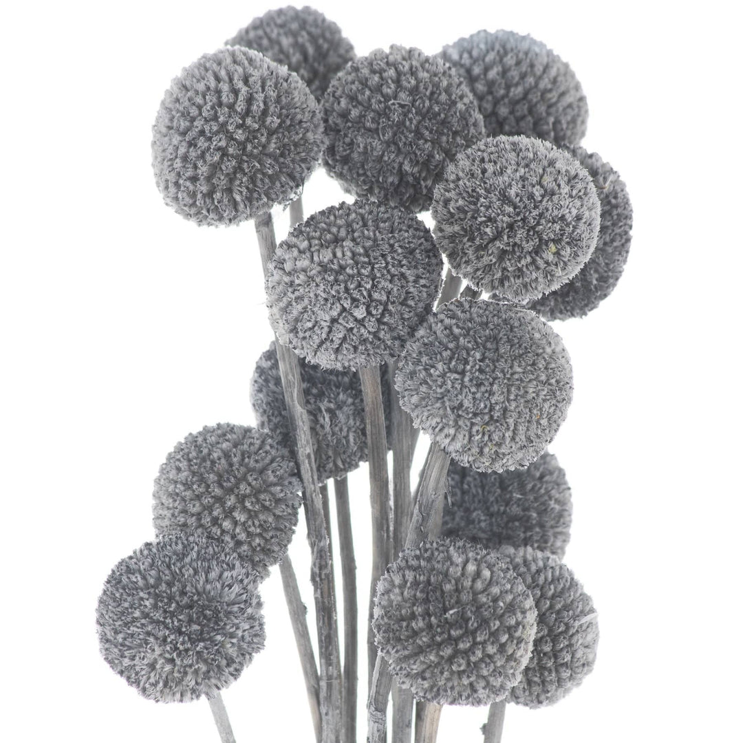 Dried Grey Billy Ball Bunch Of 20 - TidySpaces