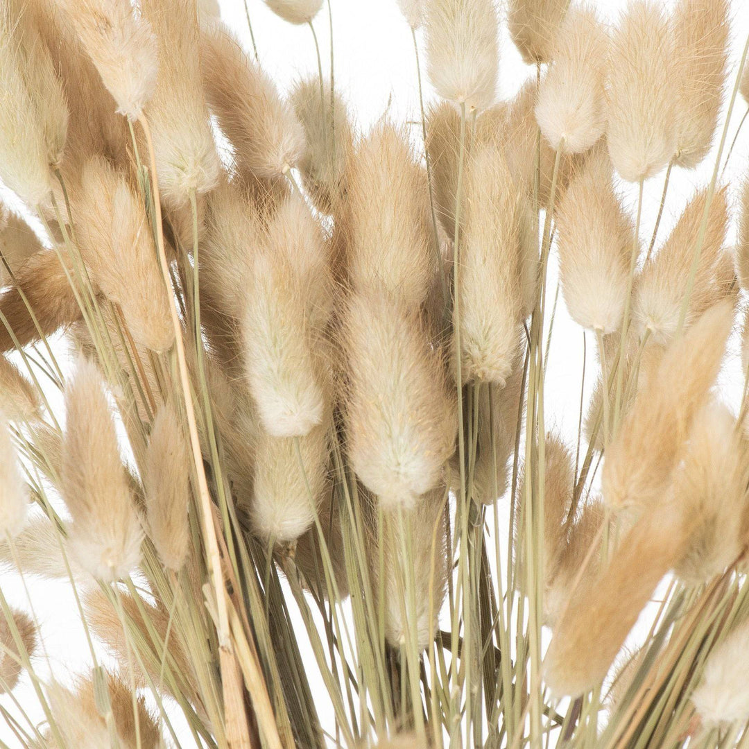 Dried Natural Bunny Tail Bunch Of 40 - TidySpaces