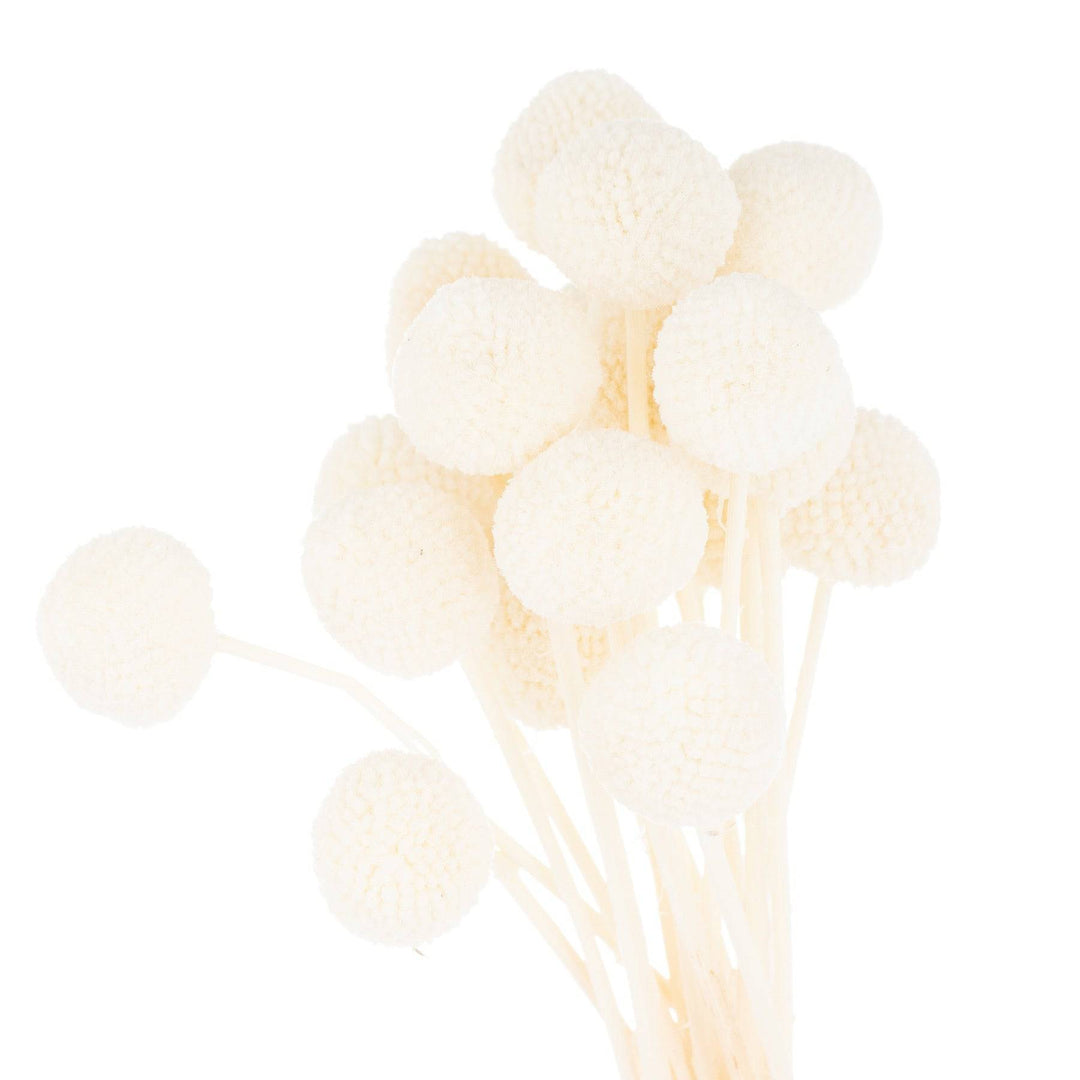 Dried White Billy Ball Bunch Of 20 - TidySpaces