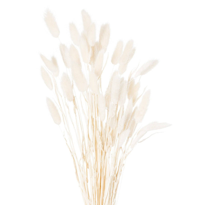 Dried White Bunny Tail Bunch Of 60 - TidySpaces