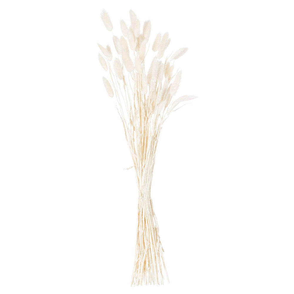 Dried White Bunny Tail Bunch Of 60 - TidySpaces