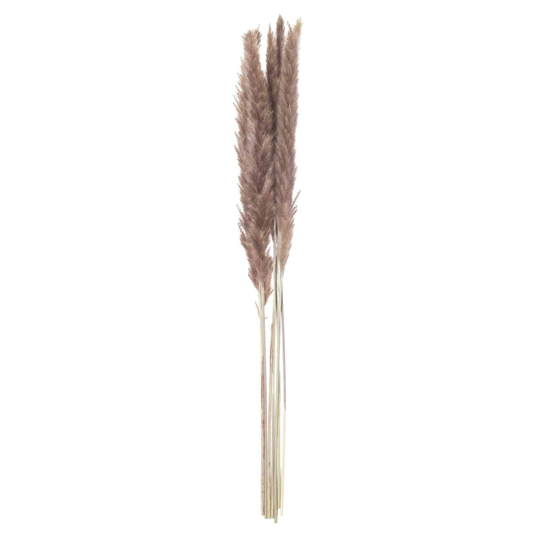 Mini Natural Pampas Grass Bunch of 15 - TidySpaces