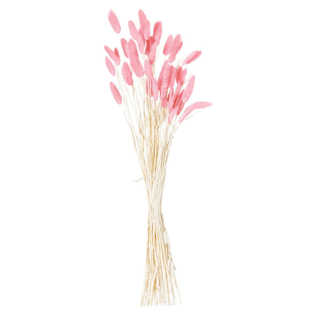 Dried Pale Pink Bunny Tail Bunch Of 40 - TidySpaces