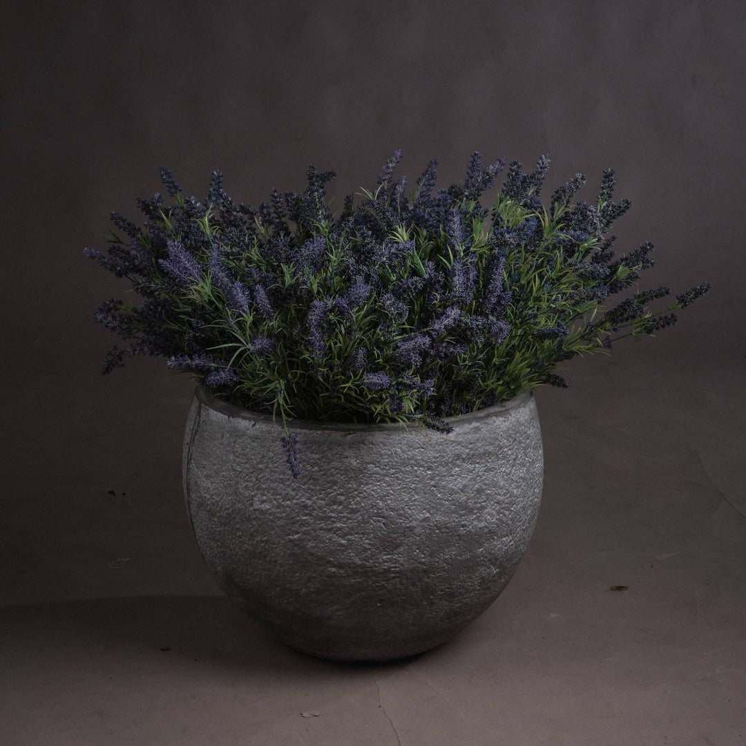 Large Lavender Bush - TidySpaces