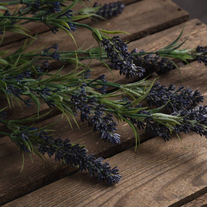 Large Lavender Bush - TidySpaces