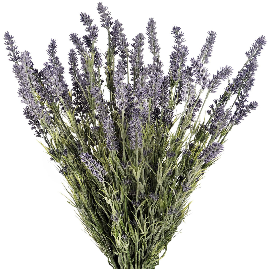 Large Lavender Bush - TidySpaces