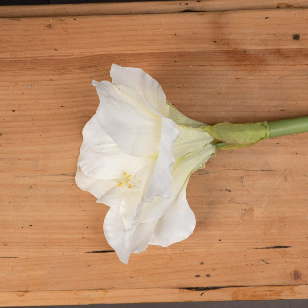 Classic White Amaryllis Flower - TidySpaces