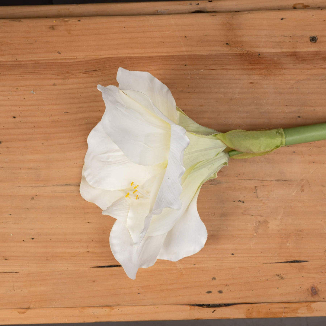 Classic White Amaryllis Flower - TidySpaces