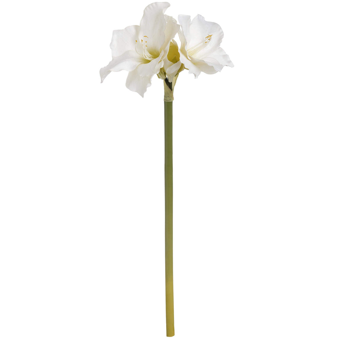 Classic White Amaryllis Flower - TidySpaces