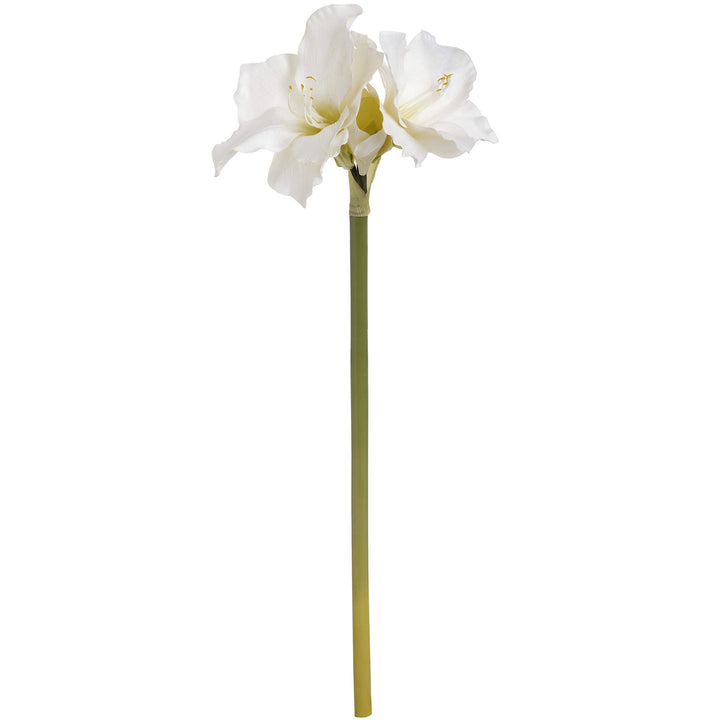 Classic White Amaryllis Flower - TidySpaces