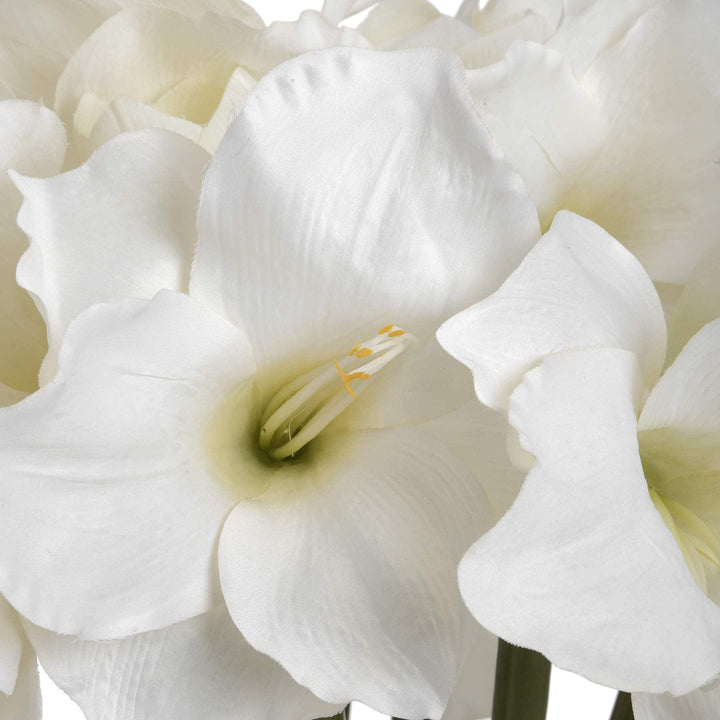 Classic White Amaryllis Flower - TidySpaces