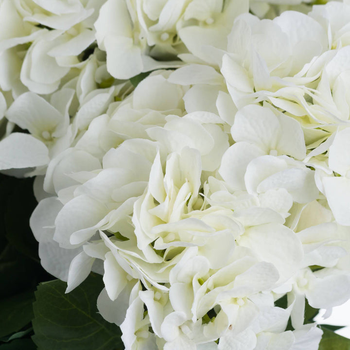 White Hydrangea Bouquet - TidySpaces