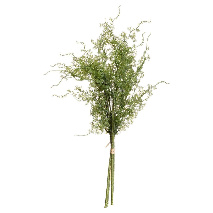 Asparagus Fern Bunch - TidySpaces