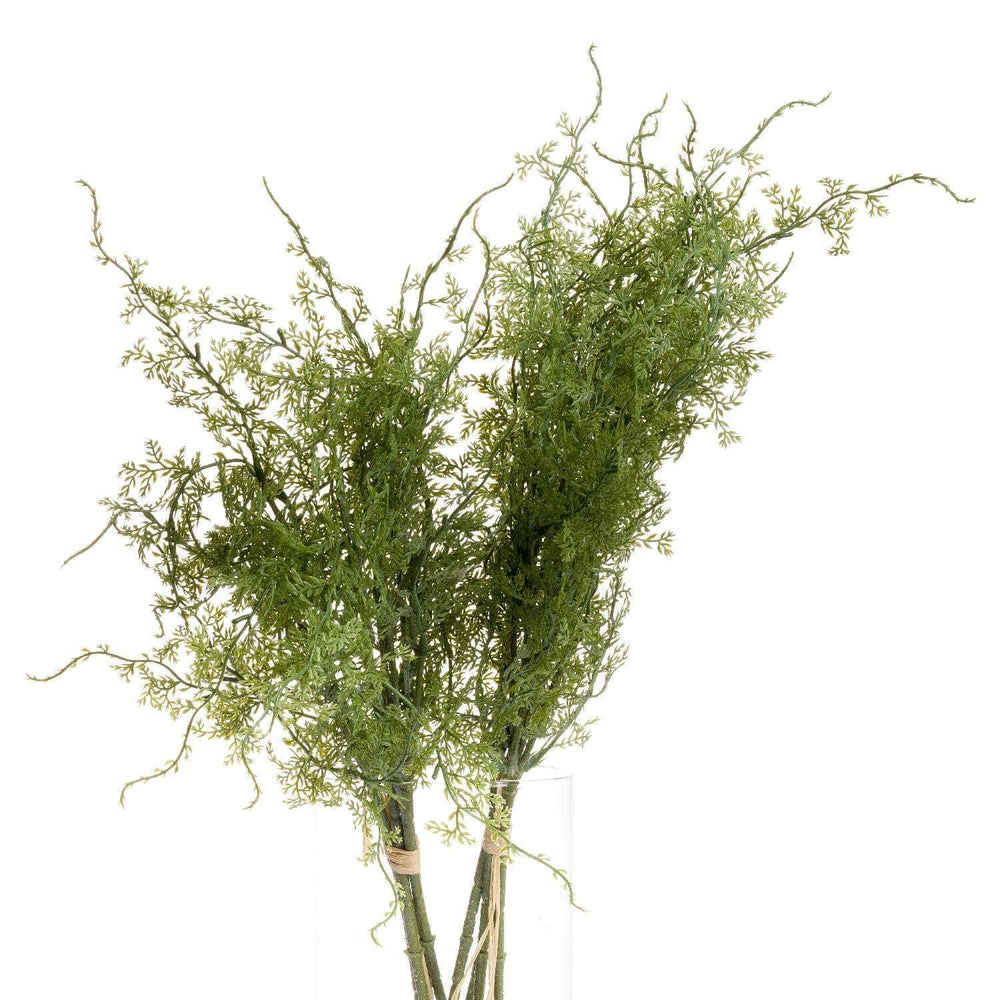 Asparagus Fern Bunch - TidySpaces