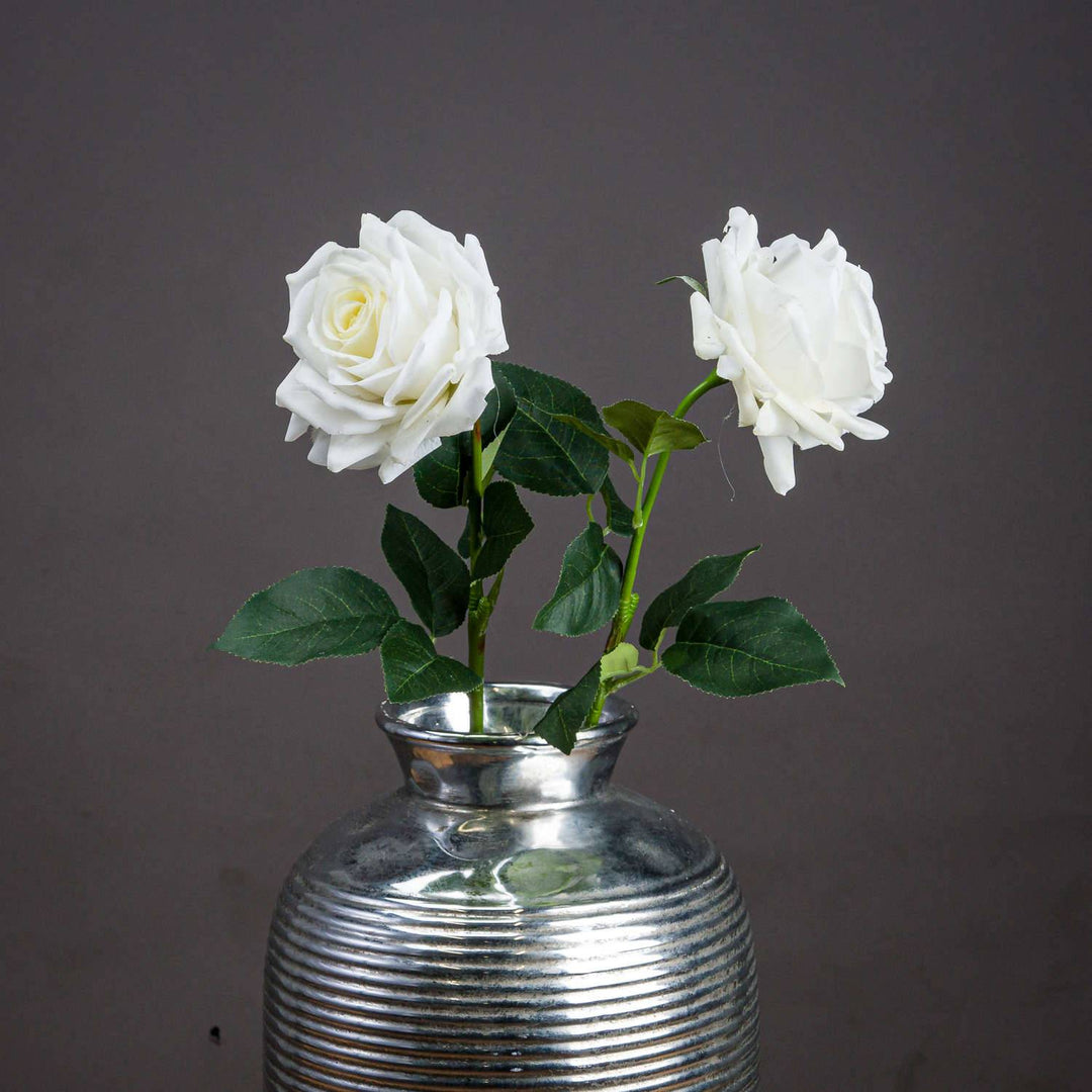 Large White Garden Rose - TidySpaces