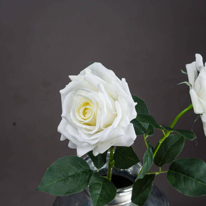 Large White Garden Rose - TidySpaces