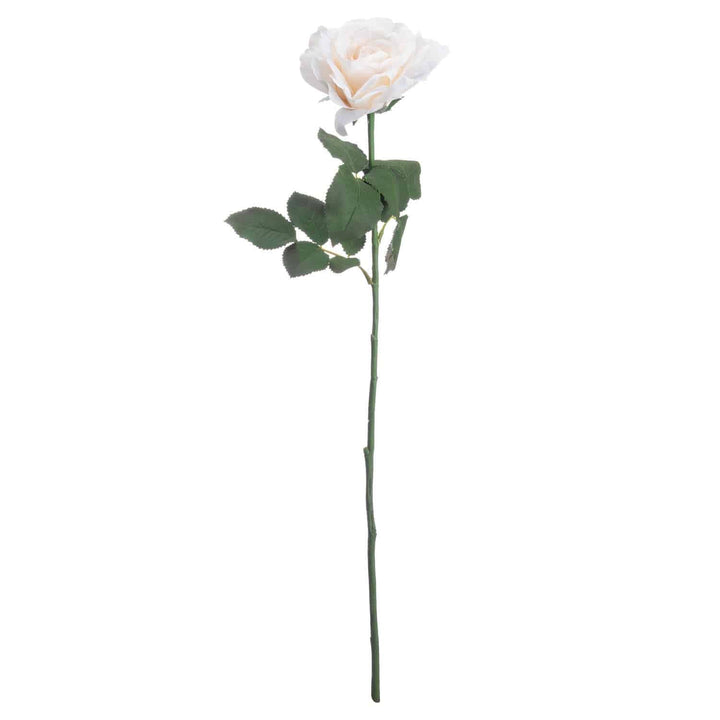 Large White Garden Rose - TidySpaces