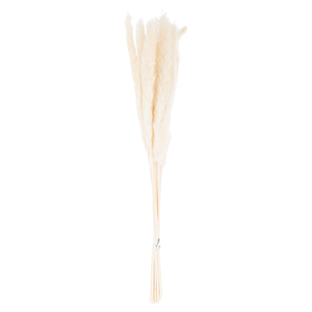 Mini White Pampas Grass Bunch Of 15 - TidySpaces