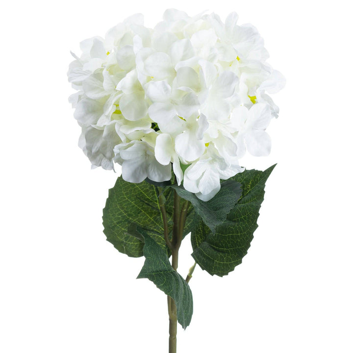 Single White Hydrangea - TidySpaces