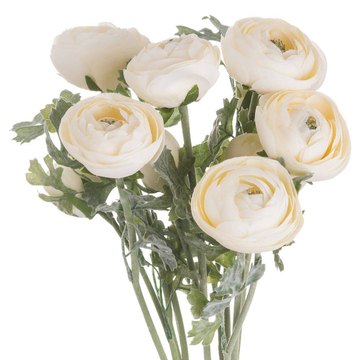 Soft Cream Ranunculus - TidySpaces