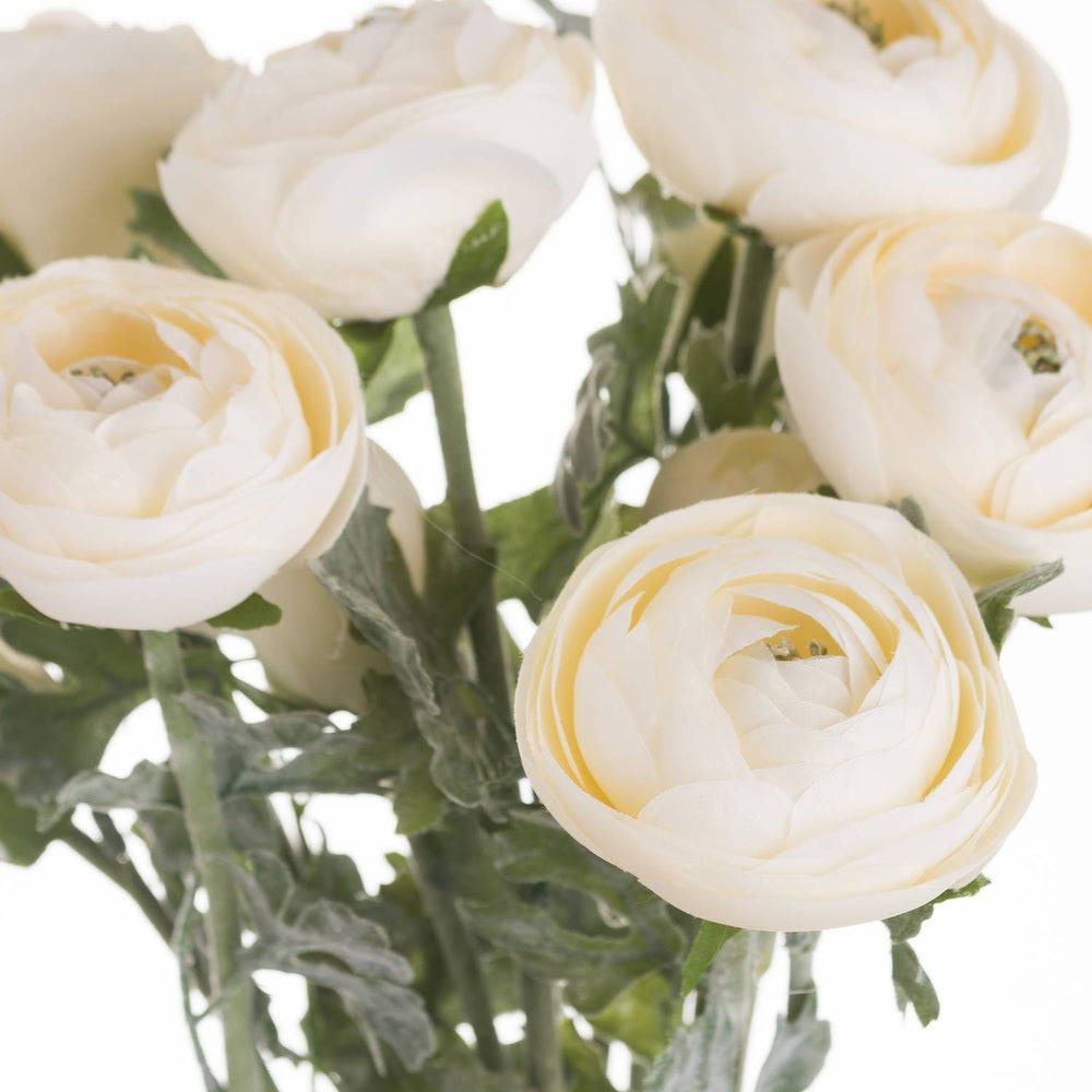 Soft Cream Ranunculus - TidySpaces