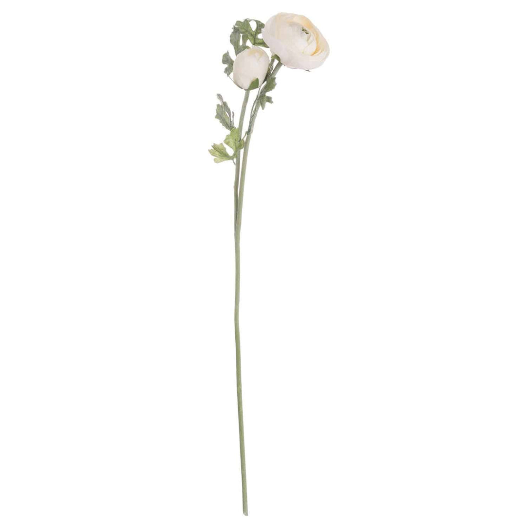 Soft Cream Ranunculus - TidySpaces