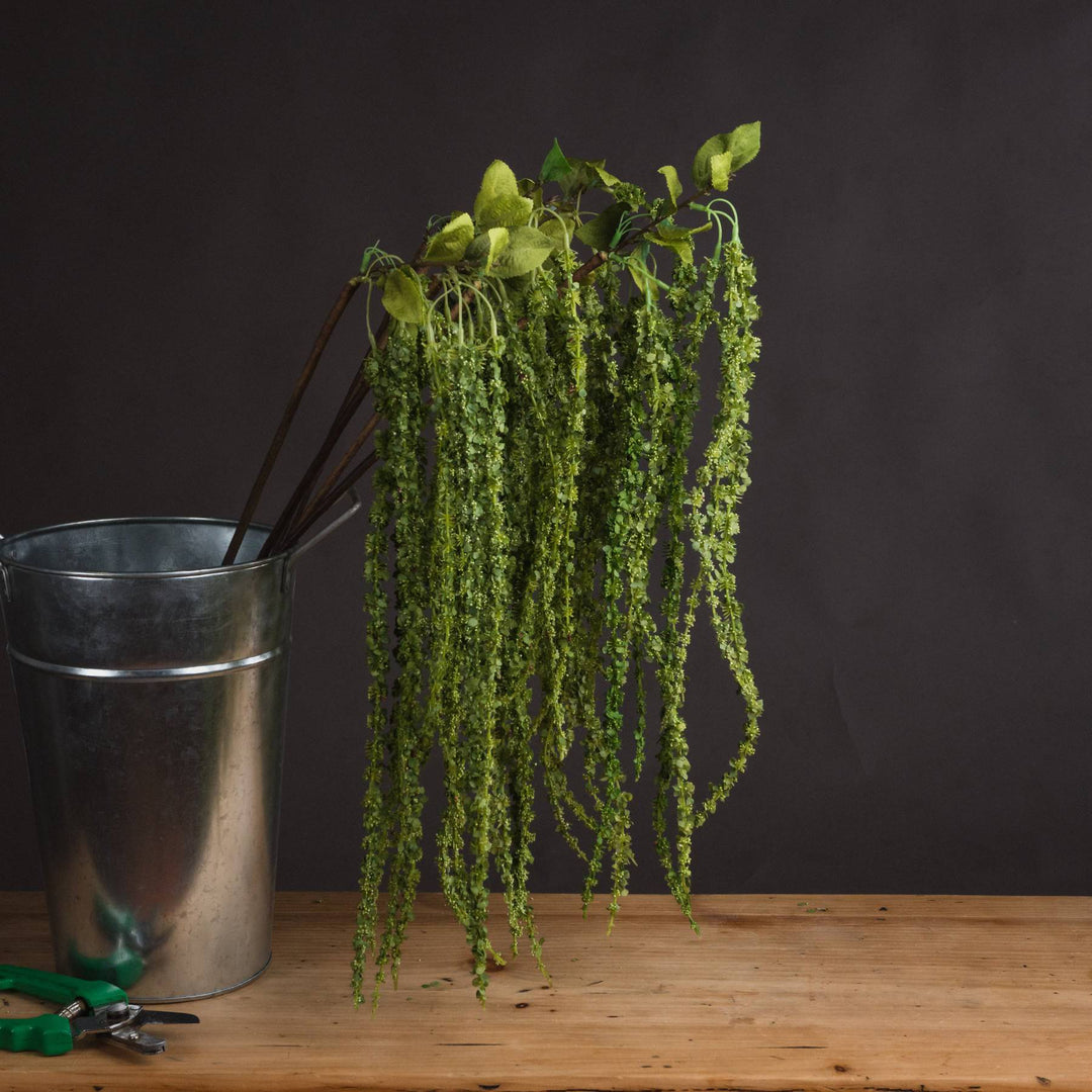 Green Amaranthus - TidySpaces